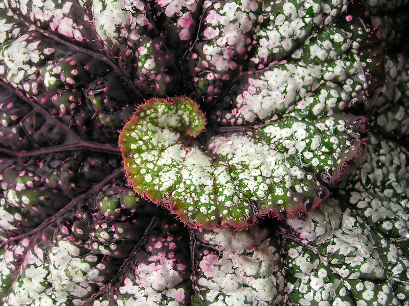 Spirals