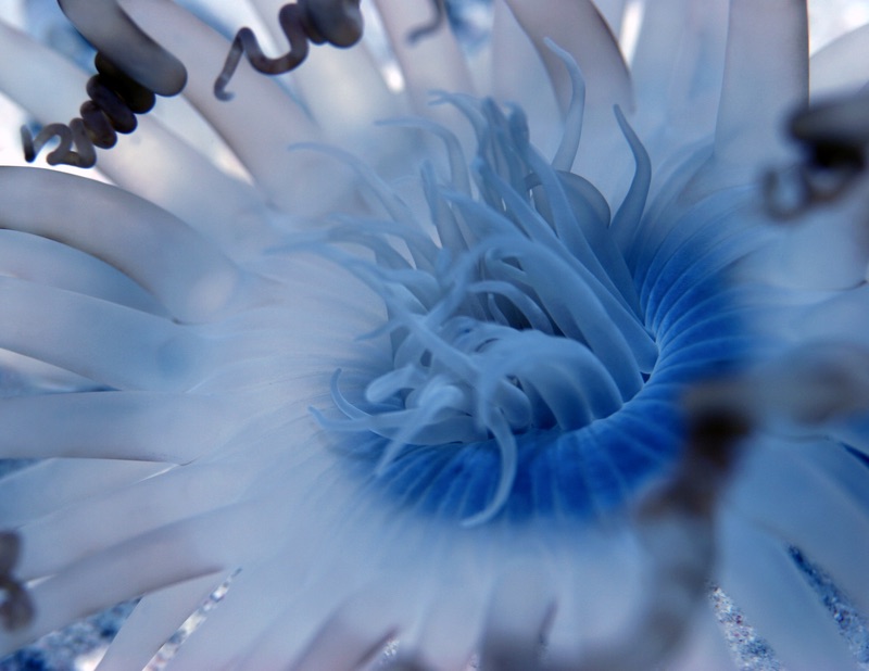 Timing Breath & Heart: Live Meditation