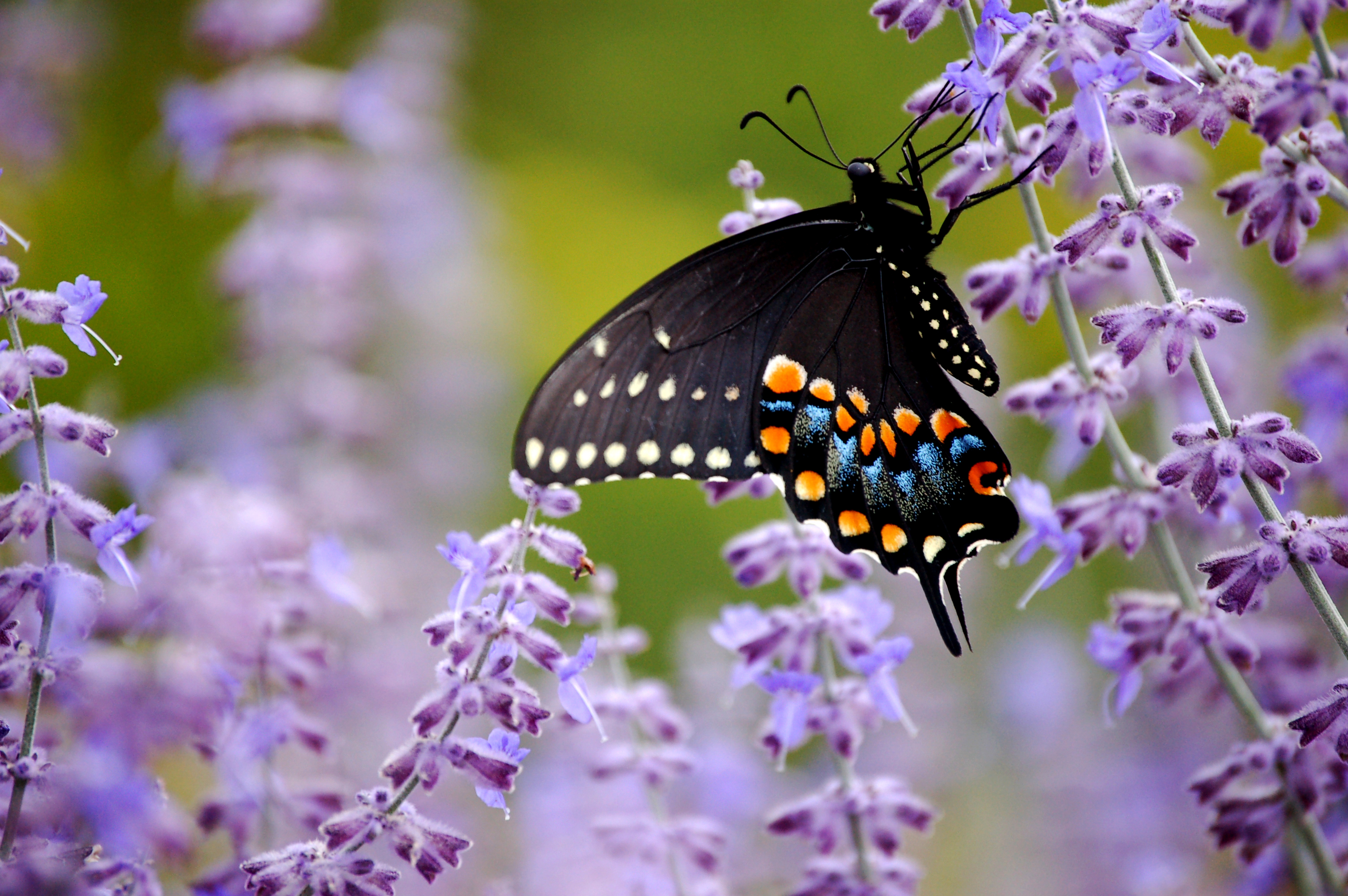 Gentleness