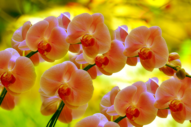 Lightness