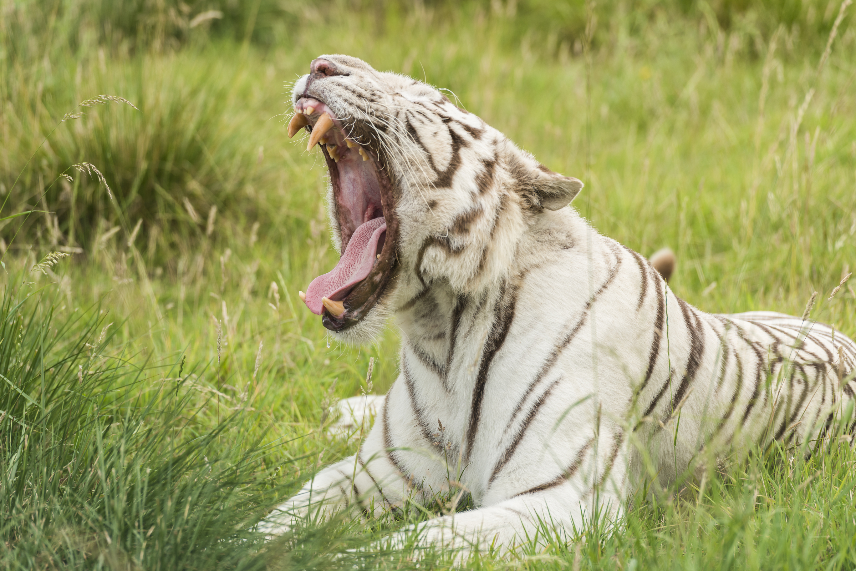 Waking Up To Your Animal Body