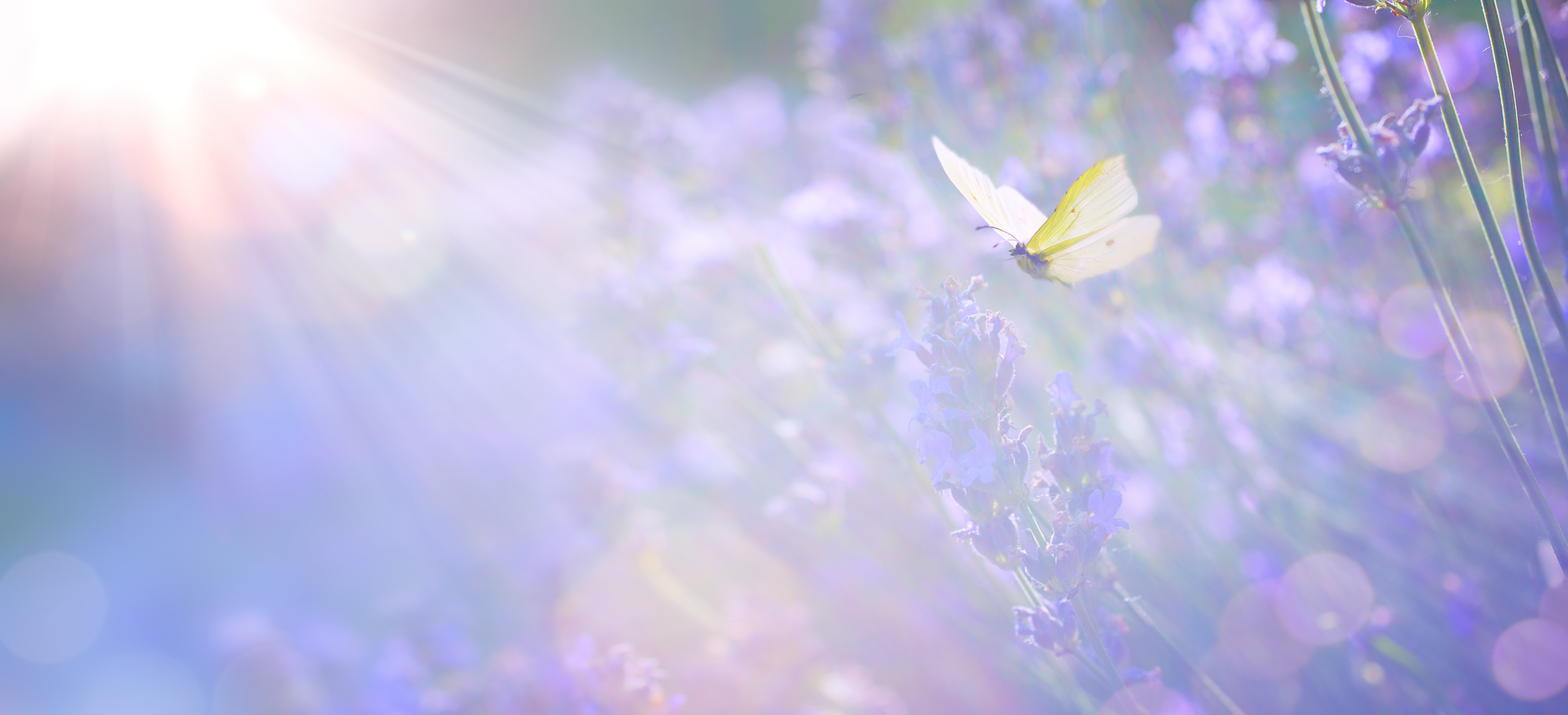 Summer's Healing Meditation